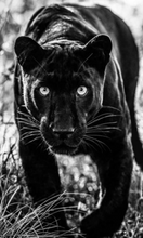 Load image into Gallery viewer, DAVID YARROW | Coffee Table Book
